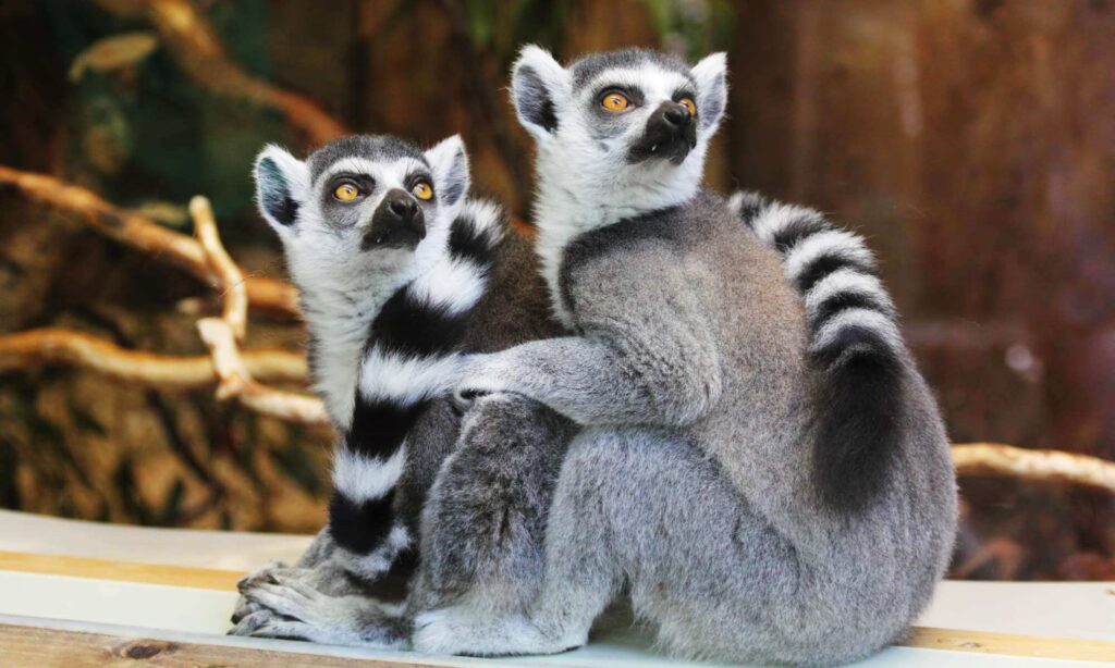 Lemurs