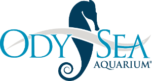 Odysea Aquarium