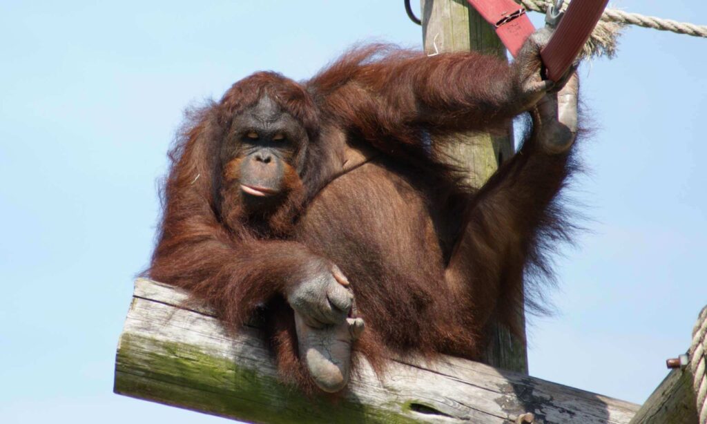 Orangutan