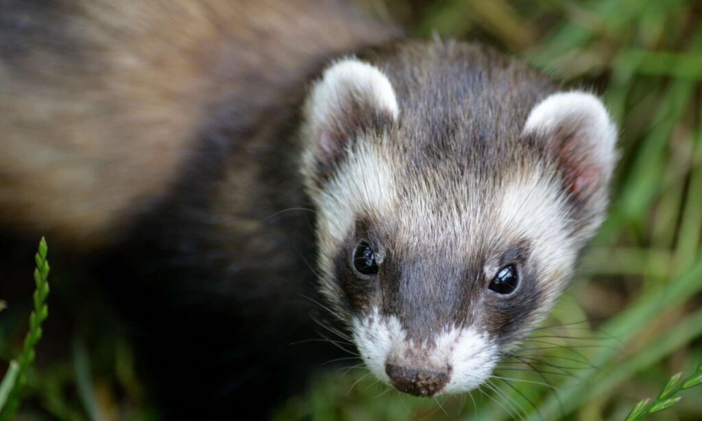 Weasel